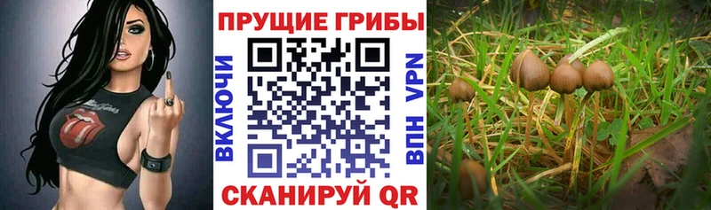 Галлюциногенные грибы Cubensis  Ядрин 